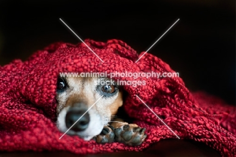 mixed breed Chihuahua cross Italian Greyhound under blanket