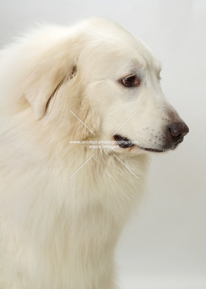 champion Pyrenean Mountain Dog profile