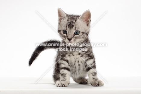 Silver Classic Tabby American Shorthair kitten, front view