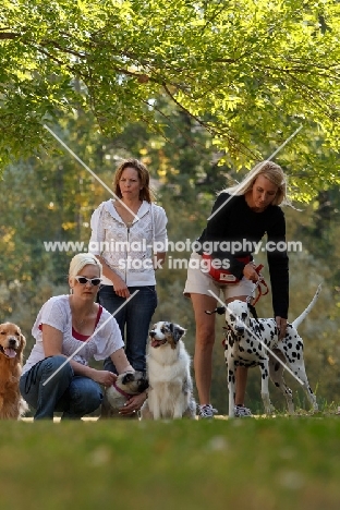 group of various dog breeds