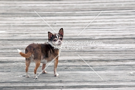 Chihuahua standing on decking