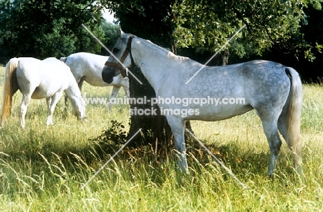 lipizzaner mare standing in shade beneath tree at lipica