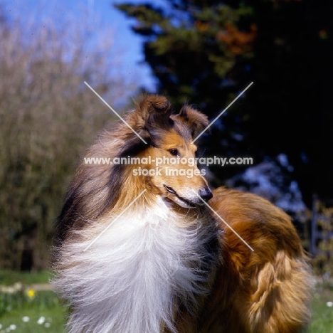 rough collie, portrait with coat blowing looking away