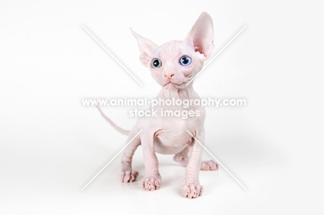 Bambino kitten on white background