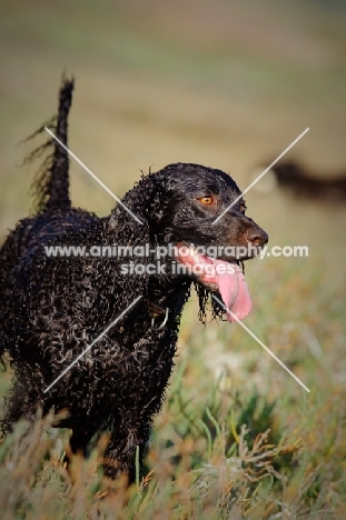 wet American Water Spaniel