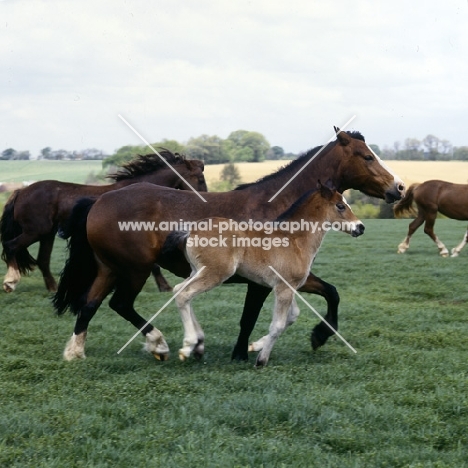 welsh cob (section d) mare & foal, trotting and cantering together