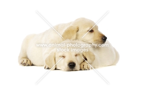 Golden Labrador Puppies lying asleep isolated on a white background