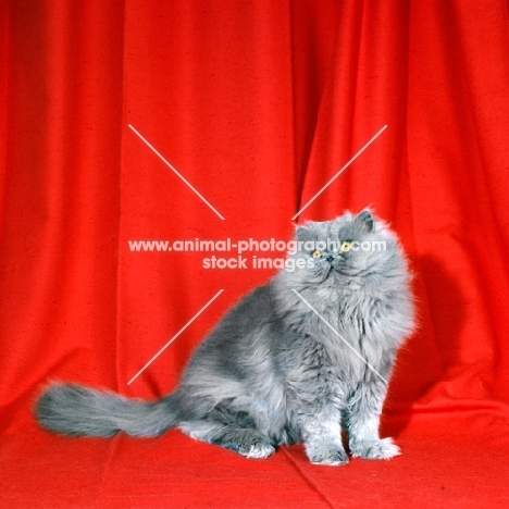 long hair blue cat 