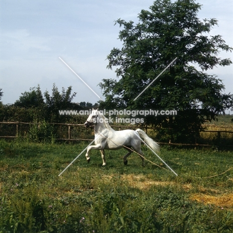 Lipizzaner stallion on lunge at Monterotondo