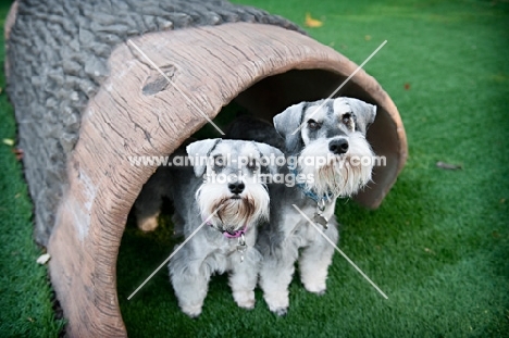 two miniature schnauzers looking out from a log