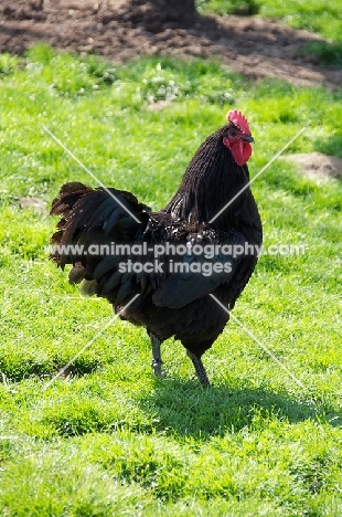 black Australorp chicken, side view