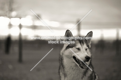 alaskan malamute mix with eyes closed, funny face