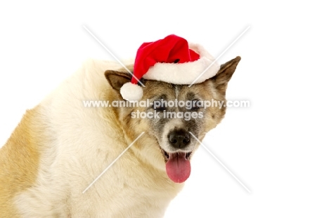 Large Akita dog sat wearing a Santa Christmas hat isolated on a white background