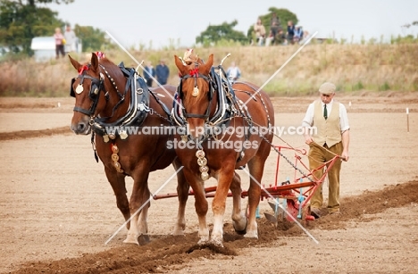 Two Suffolk punch horses ploughing a field
