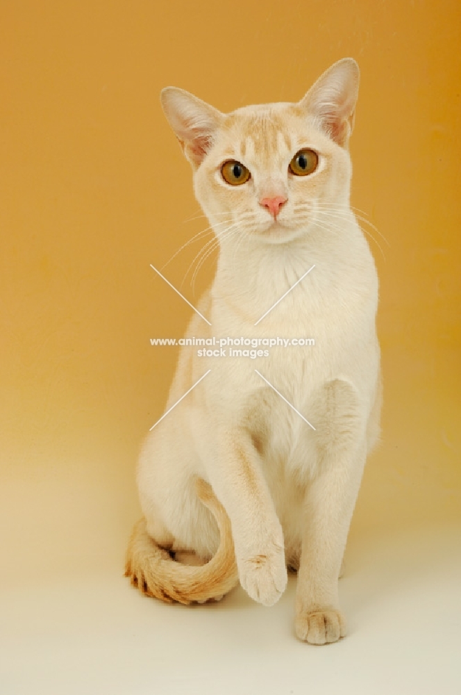 cream burmese, one leg up