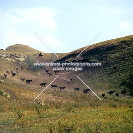 Taboon of Kabardine horses colts and stallions in Caucasus mountains