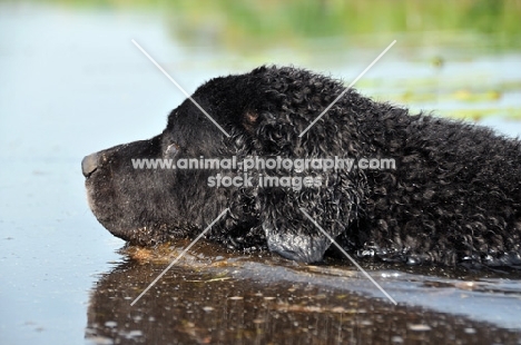 black Wetterhound swimming