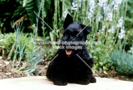 scottish terrier puppy from gaywyn kennels