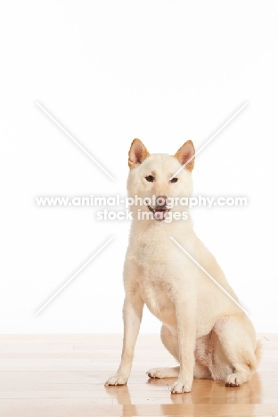 Shiba Inu sitting in studio