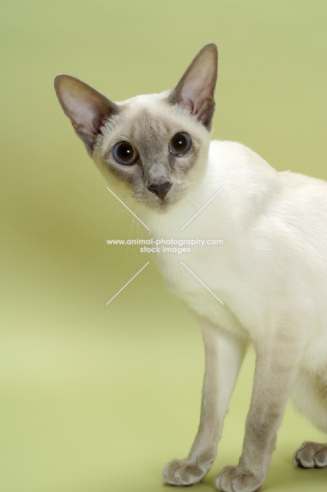 lilac point Siamese cat on green background