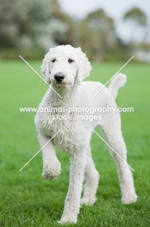 graceful white standard Poodle walking on grass
