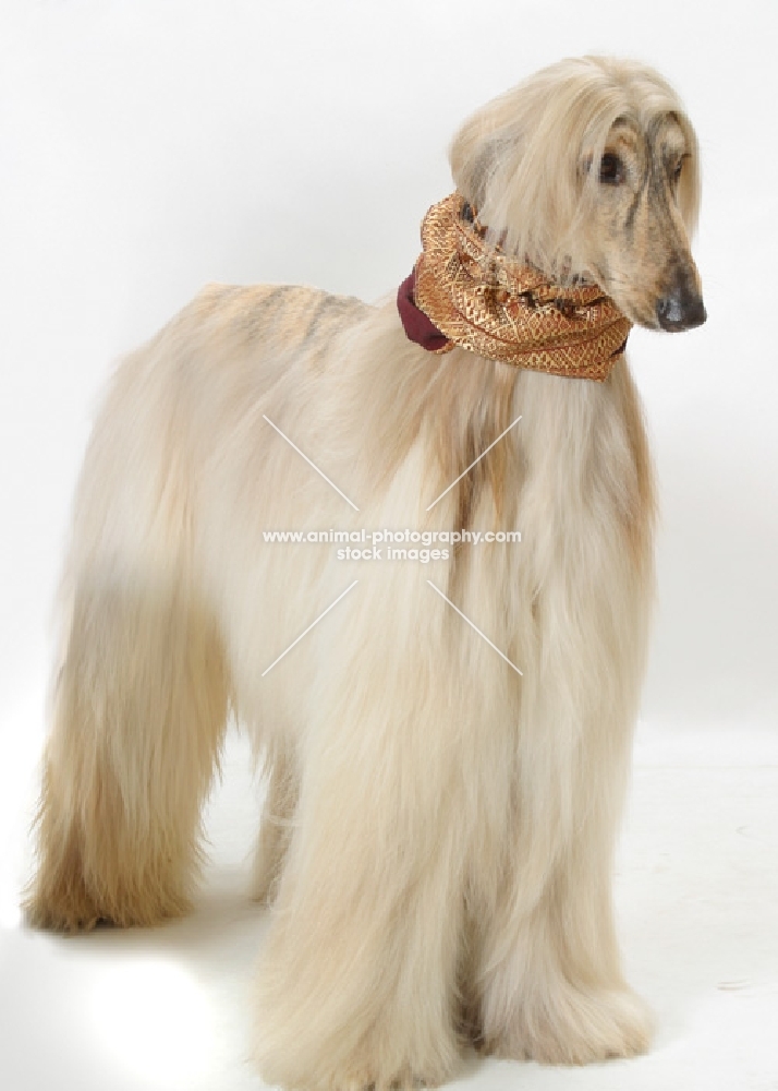 Australian Champion Afghan Hound, oyster brindle colour