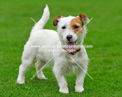 Jack Russell Terrier on grass
