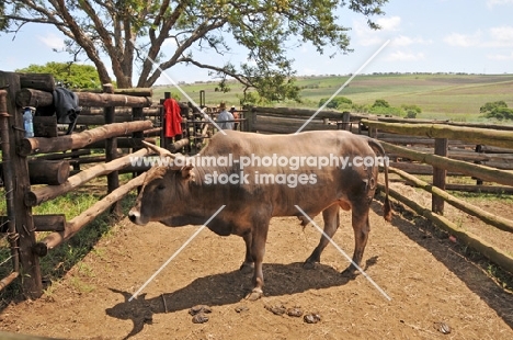 Nguni Cattle