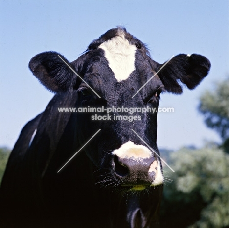 holstein friesian cow protrait