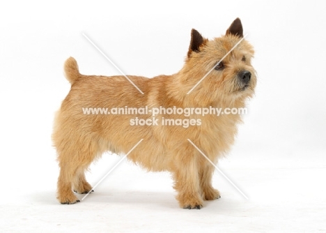 red Norwich Terrier on white background