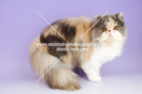 dillute tortie and white persian cat, standing