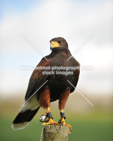 Harris Hawk perched on pole