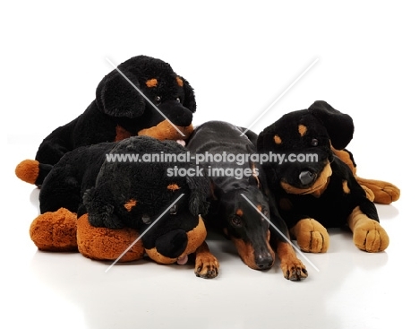 young Dobermann puppy amongst toys