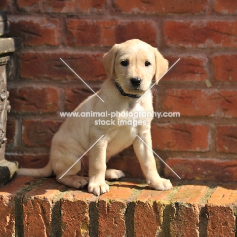 cute labrador puppy sitting on a wall, full body