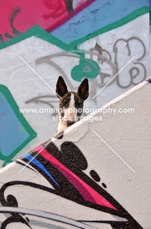 Bull Terrier near graffiti