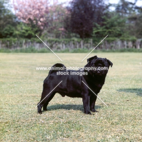 black pug