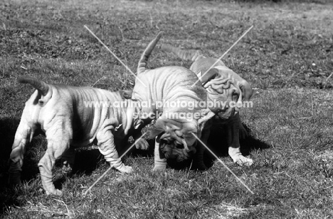 three shar pei puppies, one grabbing another's coat