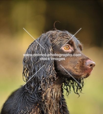 working type Cocker Spaniel