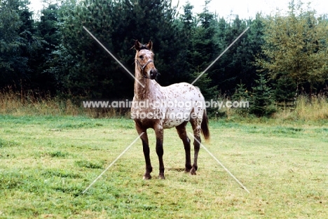 knabstrup mare, lisa-lotte lyshøy in denmark