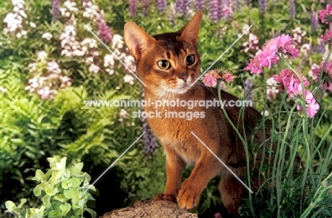 Abyssinian amongst flowers