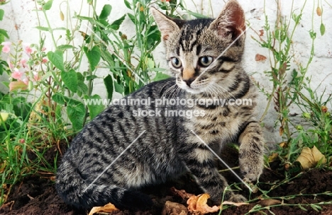 non pedigree tabby kitten in garden