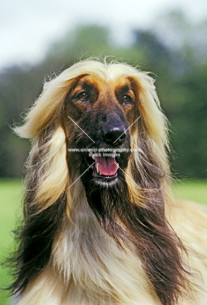 ch viscount grant (gable), afghan hound elegant portrait, best in show crufts, 