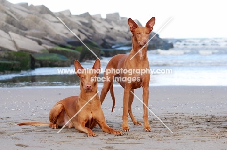 two Pharaoh Hounds