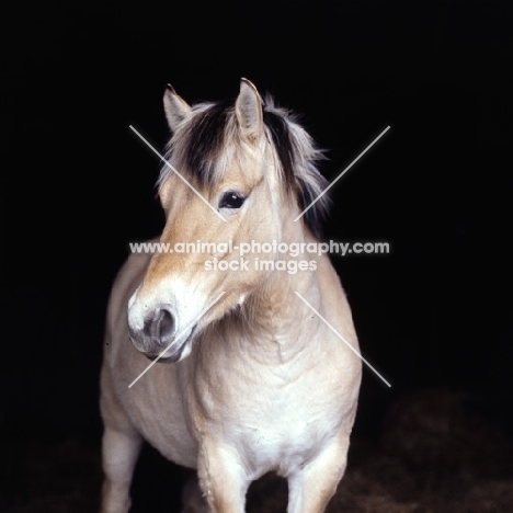 Fjord Pony in a stable, head study