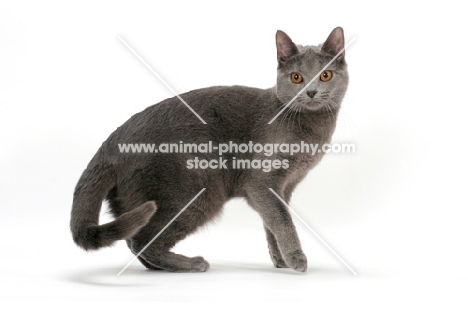 female Chartreux cat, looking at camera