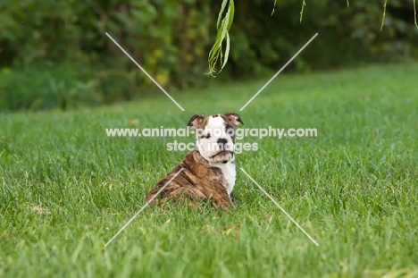 Bulldog puppy on grass