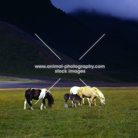 Iceland horses at Kalfstindar