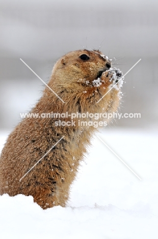 Prairie dog