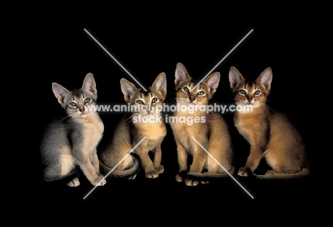 four abyssinian kittens on black background