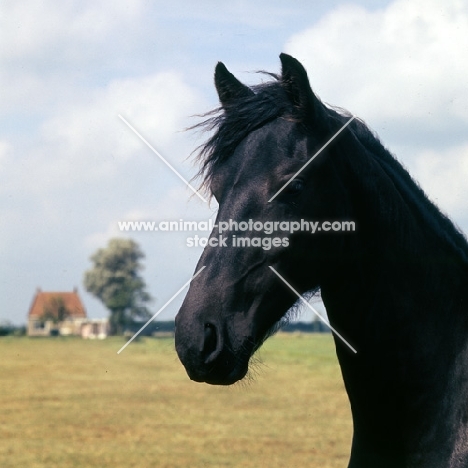 Friesian mare head study